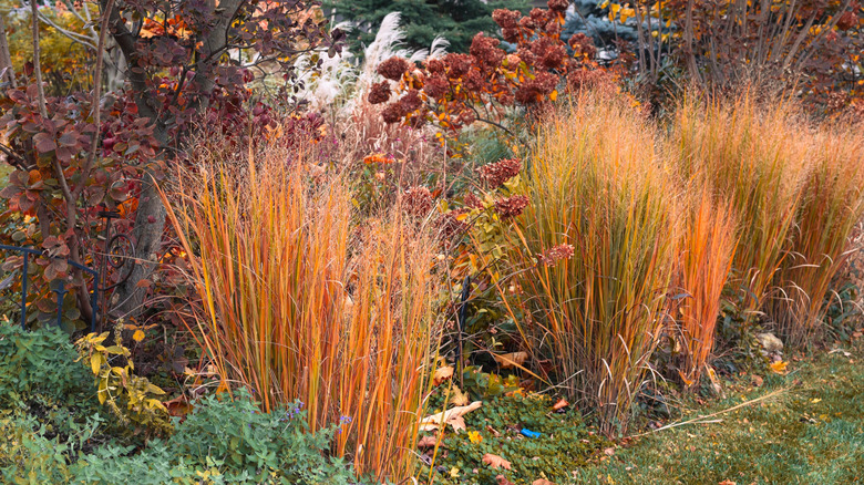 orange color of northwind switchgrass stands out in fall landscape