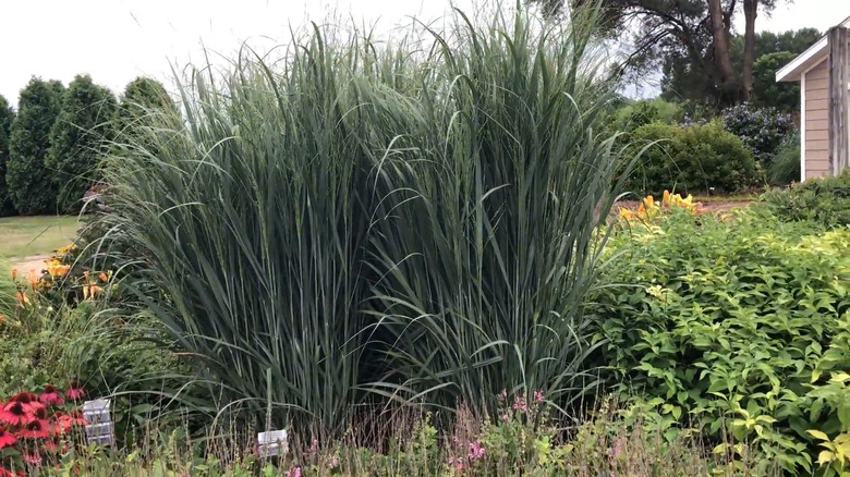 tall green leaves of totem pole switchgrass