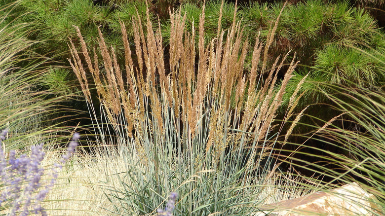 large flower plumes on yellow indiangrass