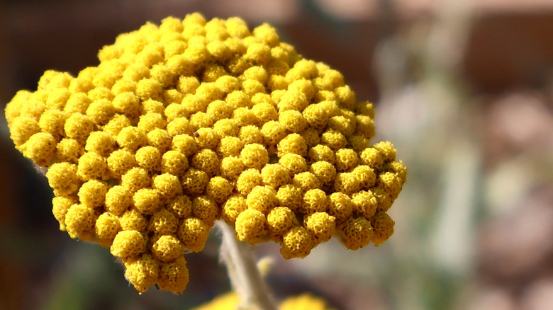 Close-up of a Helichrysum italicum flower, also known as curry plant, with bright yellow clustered blooms and soft focus background in natural light.