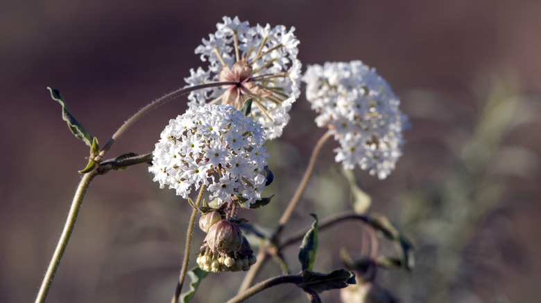 Sweet Sand Verbena or Snowball blooms in the high desert of New Mexico in spring