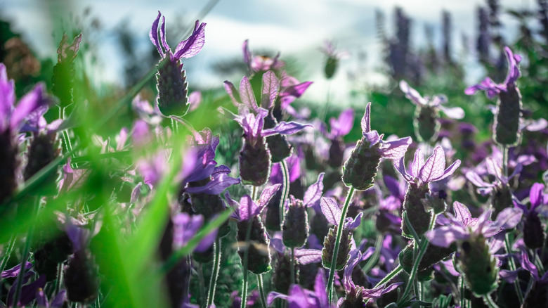 Sunlit close-up of blooming French lavender (Lavandula stoechas) in a meadow