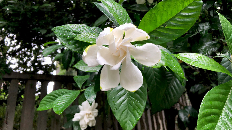 Gardenia flower at Nezu Shrine, Bunkyō ward, Tokyo, Japan.