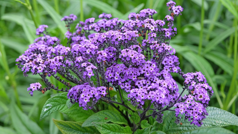 Purple Heliotropium arborescens, heliotrope or cherry pie plant 'Marine' in flower.
