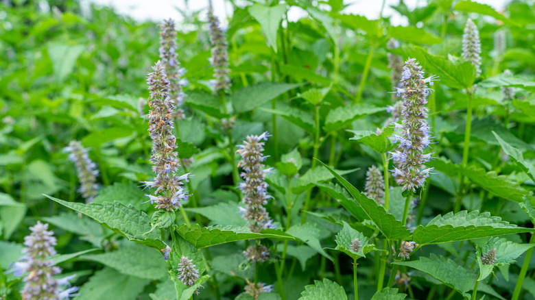 Hummingbird mint flowers in bloom