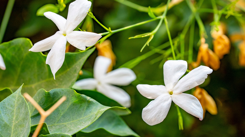 Jasminum officinale, known as the common jasmine or simply jasmine, is a species of flowering plant in the olive family Oleaceae.