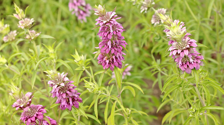 Monarda citriodora.Common names include lemon beebalm, lemon mint and purple horsemint.