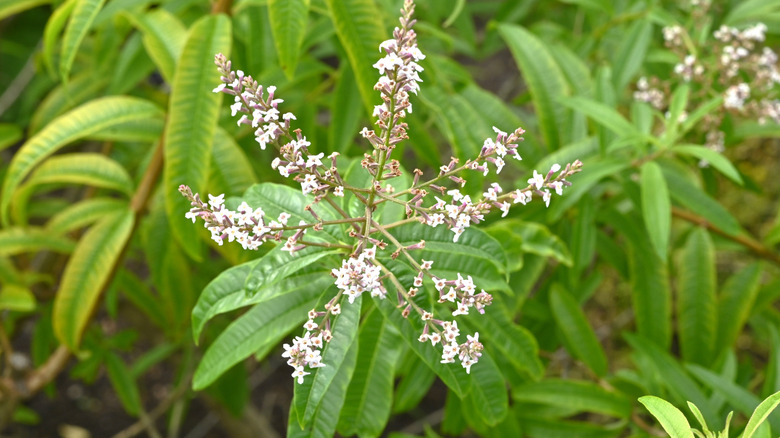 Lemon verbena (Aloysia citrodora) flowers. Small white flowers bloom in summer.