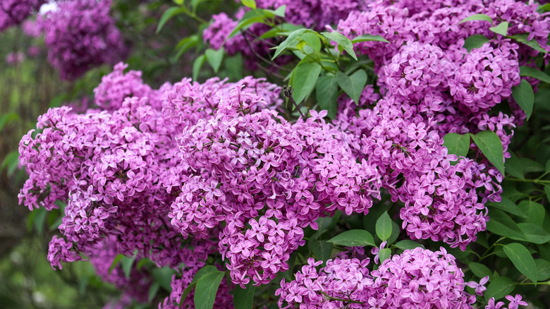 Large lilac bush in spring.