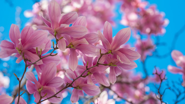 Spring bloom magnolia tree flowers