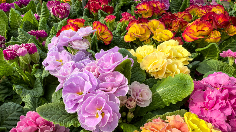 Many primula flowers background. Primrose primula blossom.