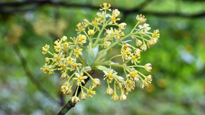 Flowers of the sassafras tree (Sassafras albidum), a species native to eastern North America