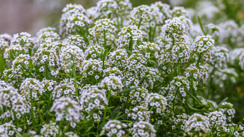 Lobularia maritima (syn. Alyssum maritimum) is a species of low-growing flowering plant in the family Brassicaceae.