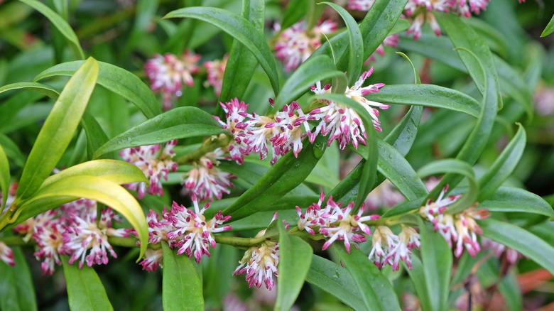White and purple Sarcococca confusa, sweet box, in flower.