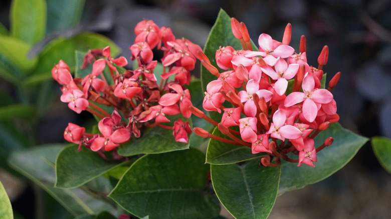Elegant and fragrant bright gold osmanthus flowers bloom against a backdrop of opaque green foliage.