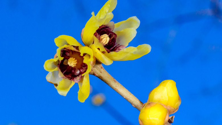 Chimonanthus praecox, flowering shrub native to central China in winter against blue sky