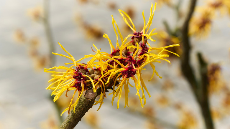 Witch Hazel (Hamamelis virginiana) flowers close-up.