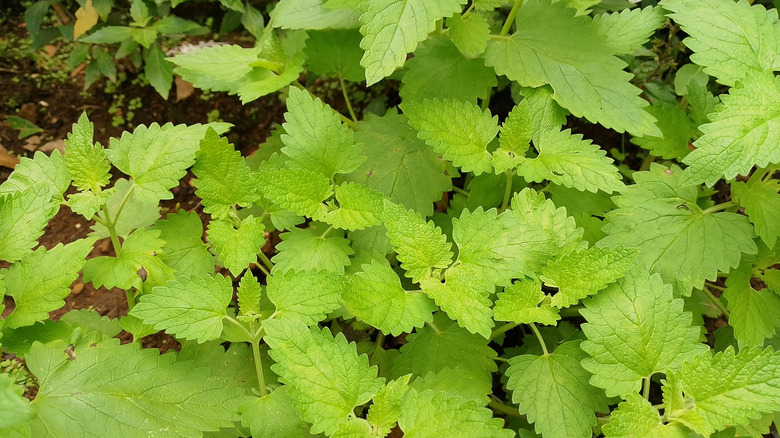Patch of catnip growing in the wild