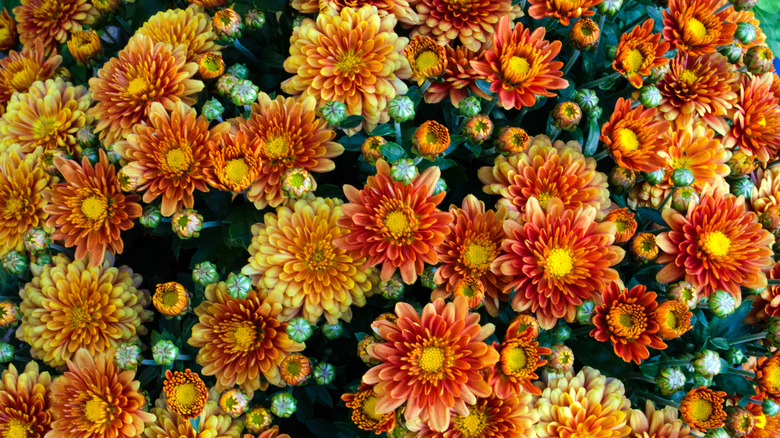 Cluster of orange and yellow chrysanthemum flowers, some still not blooming