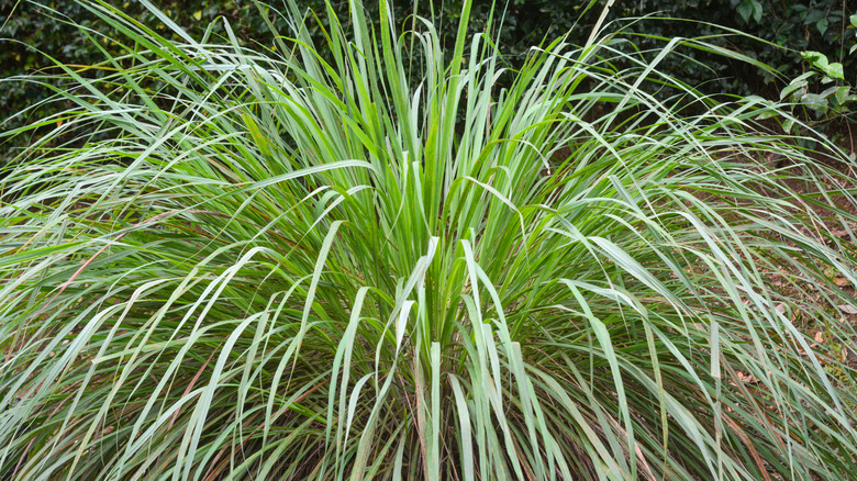 Bushy batch of citronella grass