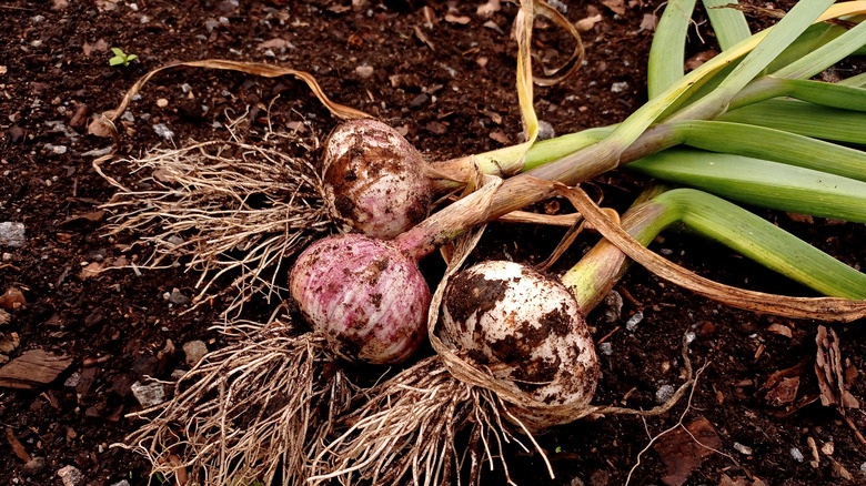 Small pile of harvested garlic on the ground