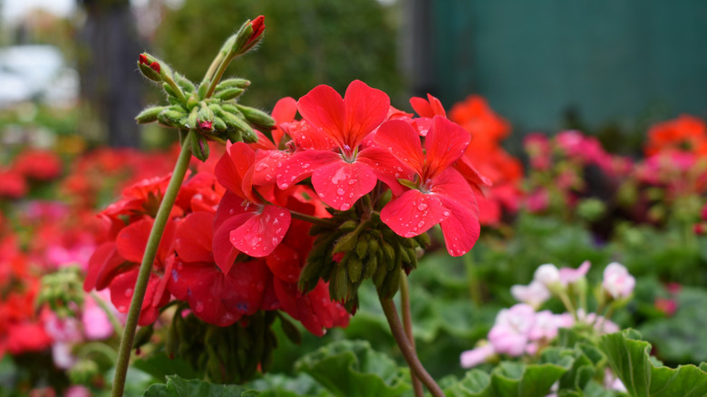 Brilliant red geranium flower with dew on its petals in a garden