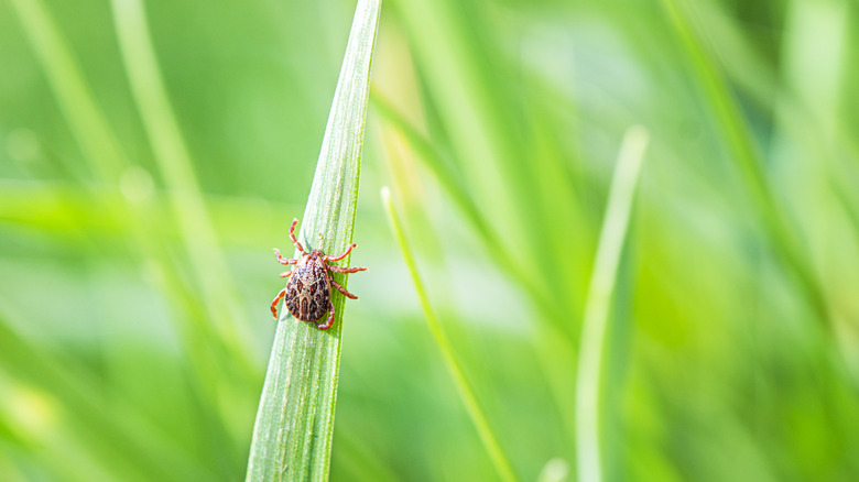 Tick on a blade of grass