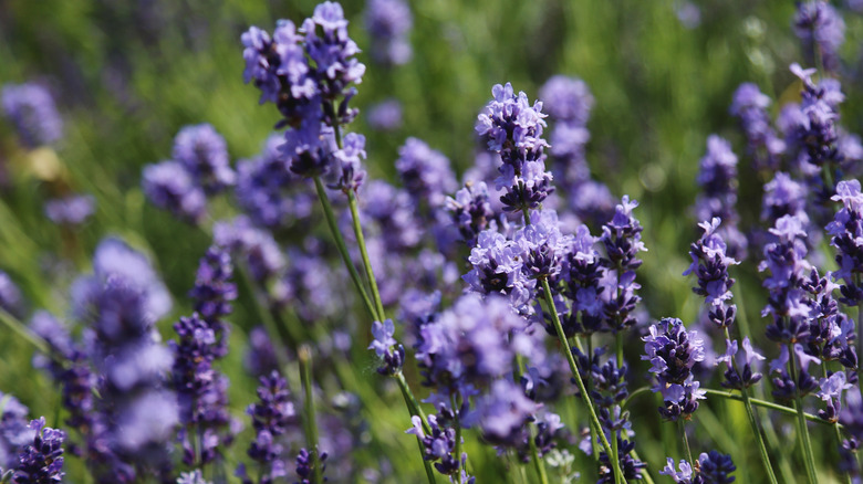 Sage growing with purple flowers