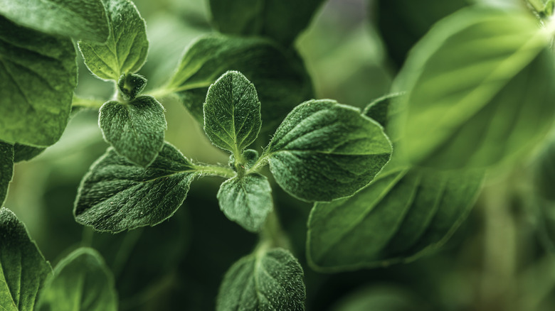 Closeup view of an oregano plant