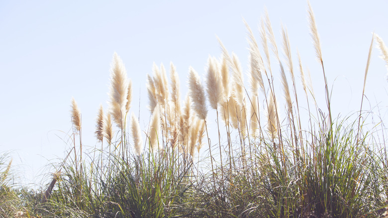 Fluffy blades of pampas grass in the wild