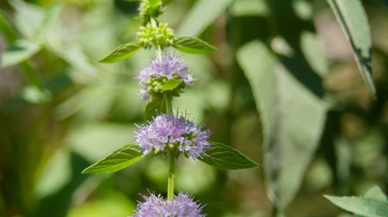 Closeup of the purple flowers of pennyroyal