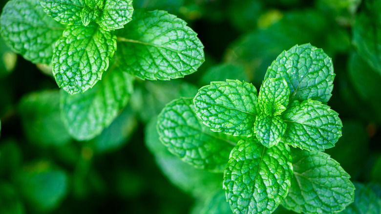 Fresh green leaves of peppermint shot from above