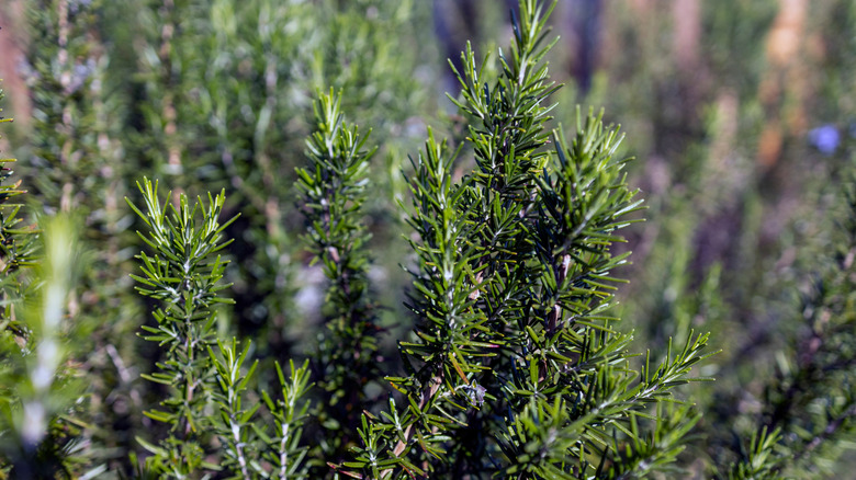 Closeup of rosemary