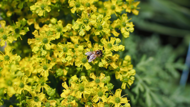 Bee sits on a patch of rue