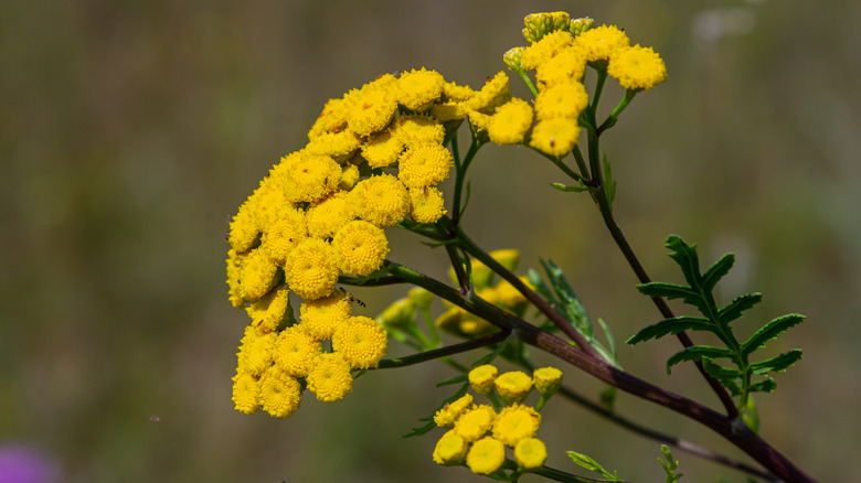 Bright yellow flowers of the tansy, selective focus