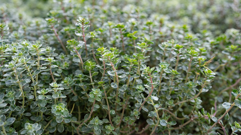 Thyme growing in a garden