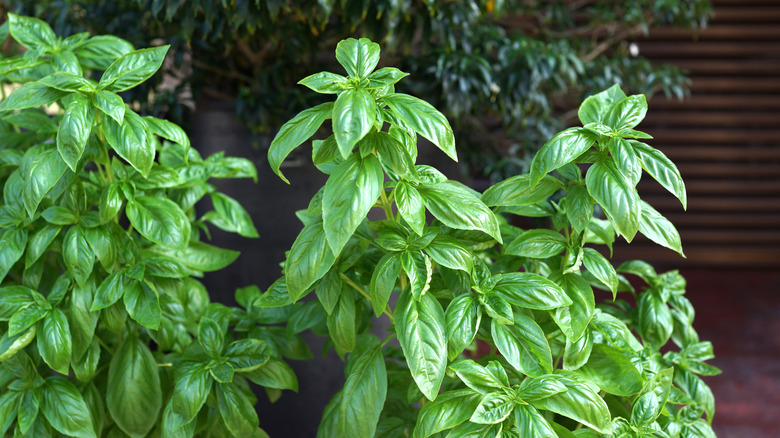 Thriving basil plants tall in a garden