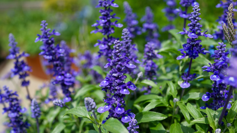 Dark purple flowers of the sage plant