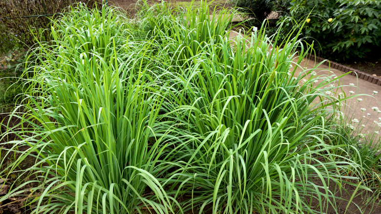 Patch of lemongrass growing along a path