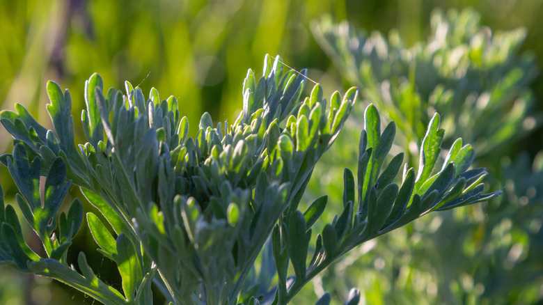 Closeup of wormwood growing