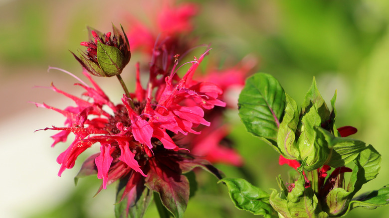 A bee balm bloom growing outside