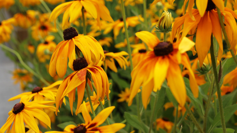 A clump of black eyed Susan, with some petals wilting, grows in a field