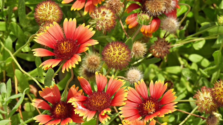 Blanket flowers, some of which have lost their petals, bloom in a field