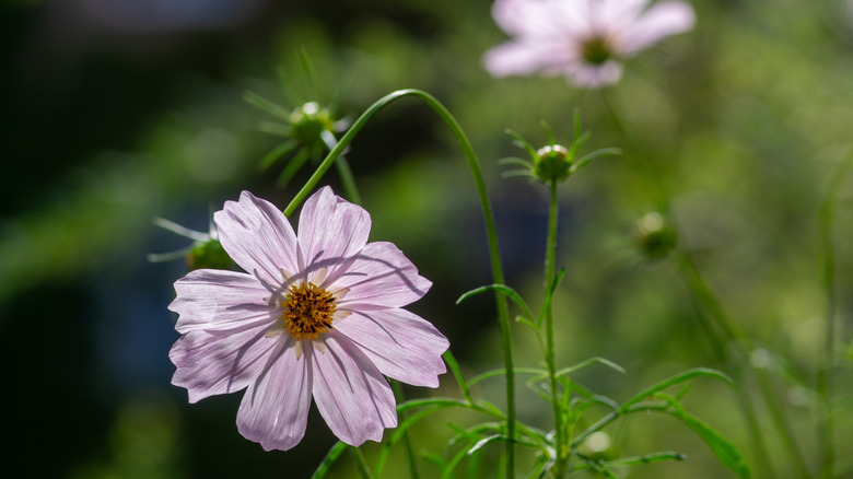A single pale pink cosmos flower in the garden