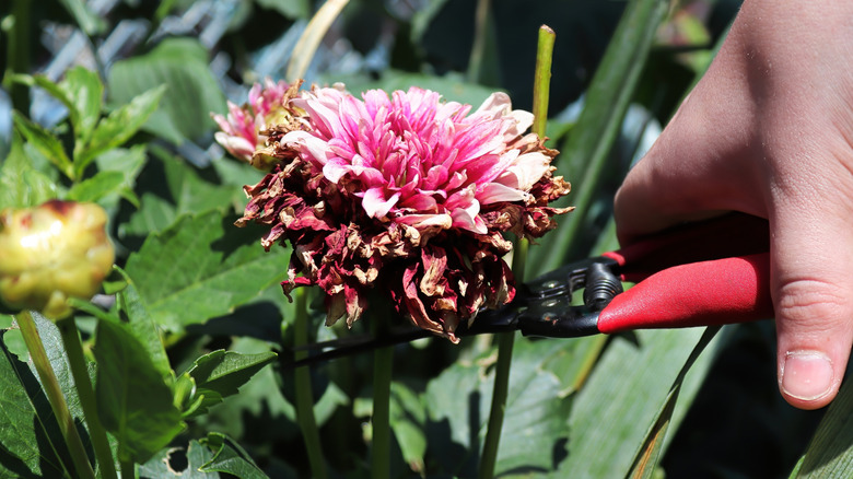 A gardener deadheads a faded dahlia flower using pruners