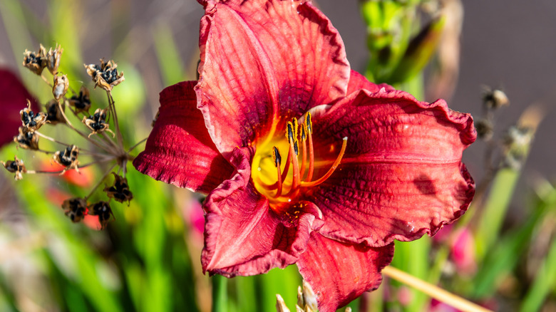 A red-orange daylily bloom, with dried parts that can be removed through deadheading