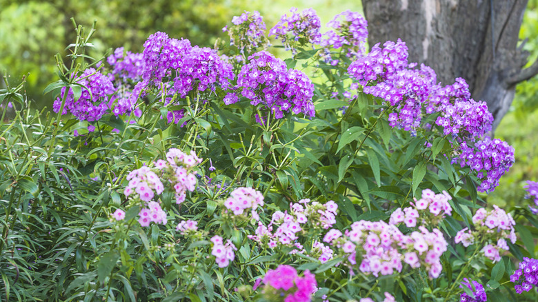 Garden phlox in different colors blooms in front of a tree in a garden