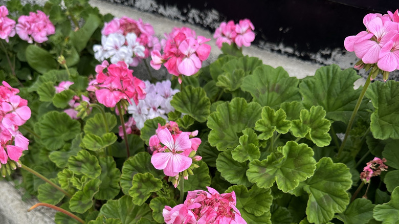 Pink geranium flowers bloom in an outdoor garden box