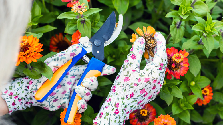 A gardener cuts a dried zinnnia flower in the process of deadheading during the summer