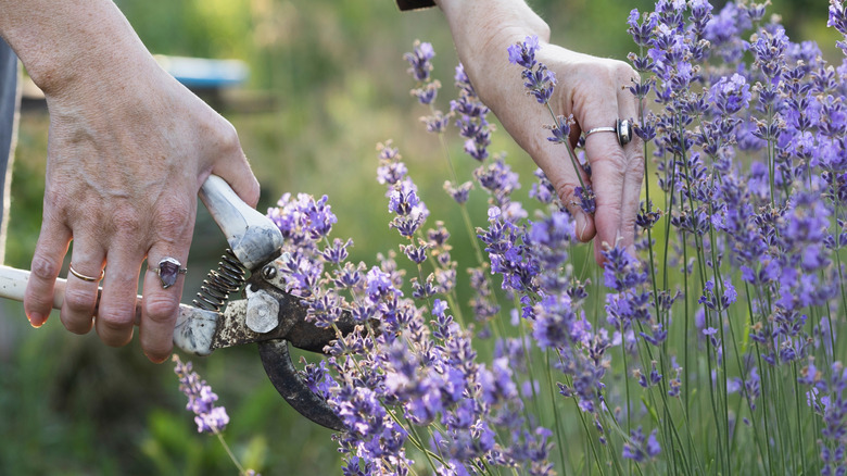 A gardener prunes lavender in the garden